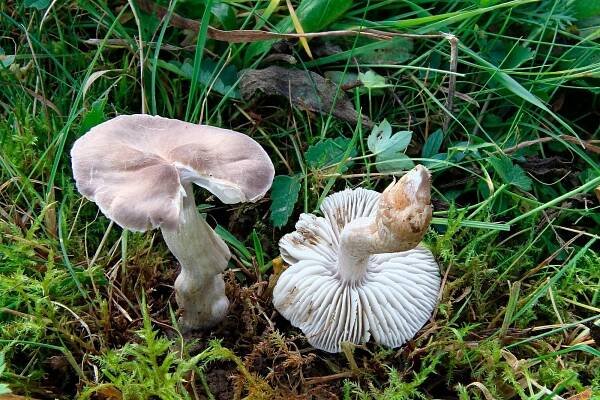 Dermoloma cuneifolium - čirůvečka klínolupenná - myko.cz