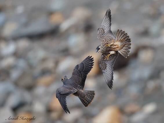 Juvenile peregrine falcons against a rocky beach, a challenge for the AF. EOS 1DX Mark II EF 600mm f/4 IS II. ISO 1000. f/4 at 1/3200sec. Hand held. 