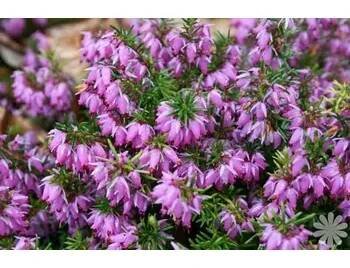 levandule-online.cz Erica darleyensis ' Darley Dale Rosa ' - Vřesovec daleydalský