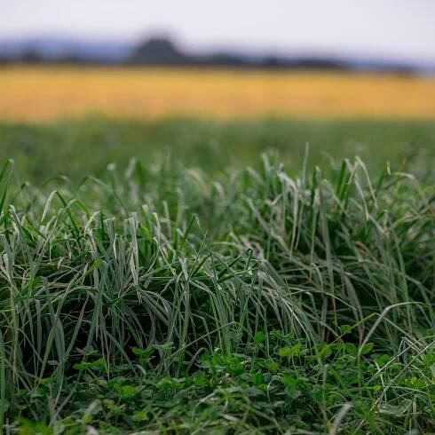 Eucarpia 2023 - Jak udržet produkci pícnin v měnícím se klimatu