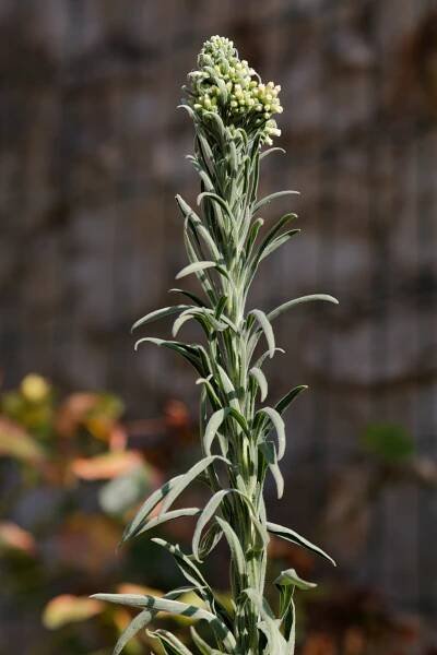 Turica sumatranská