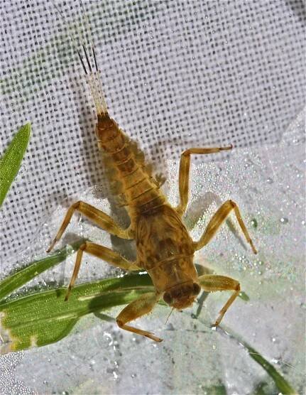 Drunella coloradensis