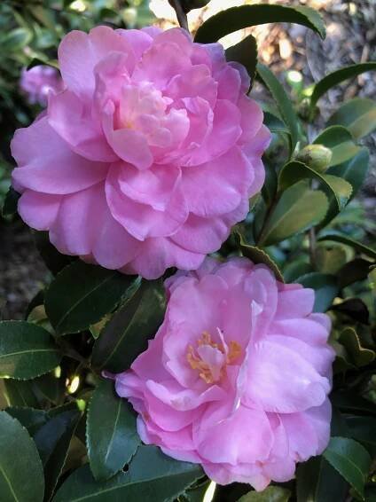 Camellia sasanqua October Magic® Pink Perplexion