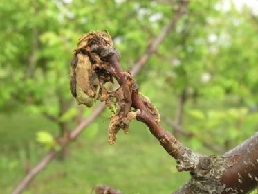 Meruňka – choroby a škůdci | Zahradnictví Dvořák a syn