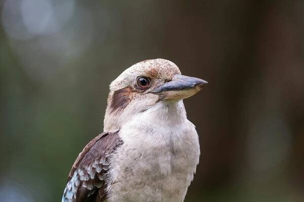 Detail Smějícího Se Ptáka Kookaburra V Austrálii · Základová fotografie zdarma