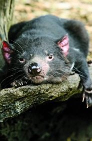 Umělá inteligence pomáhá tasmánským čertům