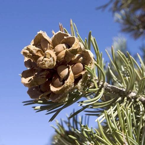 Where Do Pine Nuts Come From: Learn About Growing Pine Nut Trees