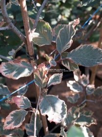Buk lesný Tricolor | Fagus sylvatica (silvatica) Tricolor - Záhradníctvo ABIES