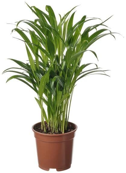 DYPSIS LUTESCENS rostlina, Palma areková, 17 cm - IKEA