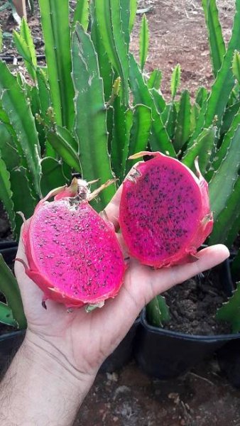 tayland red ejder meyvesi pitaya2