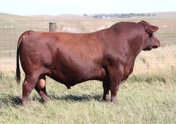 Red Angus – Six Mile Ranch
