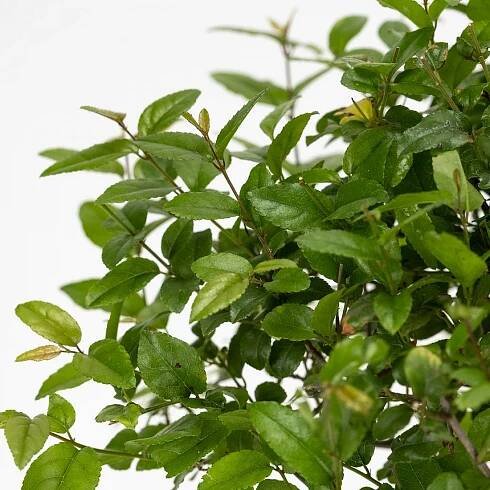 Bonsai Sageretia Theezans 5 let