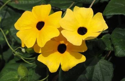 Černooká Zuzana - květina, která vás uhrane