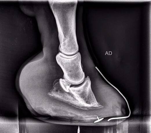 Sole Support - The Laminitis Site