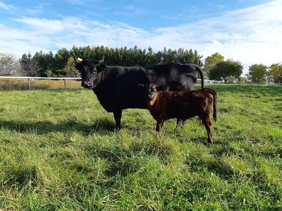 Heritage Cattle — Heritage Livestock Canada 