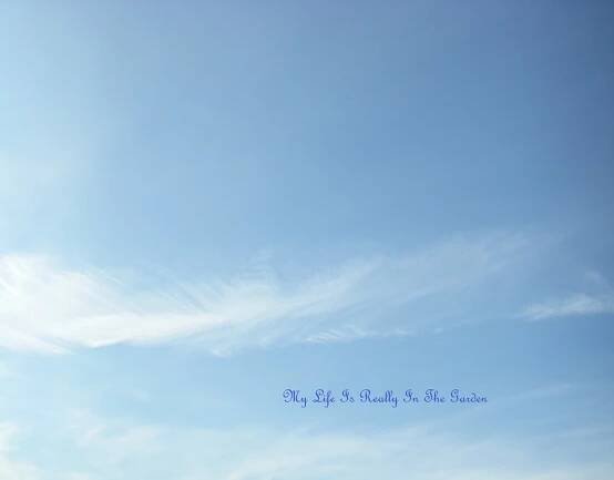 March | 2014 | My Garden – Mon Jardin – Mi Jardin – Mein Garten - Daily Adventures & Thoughts