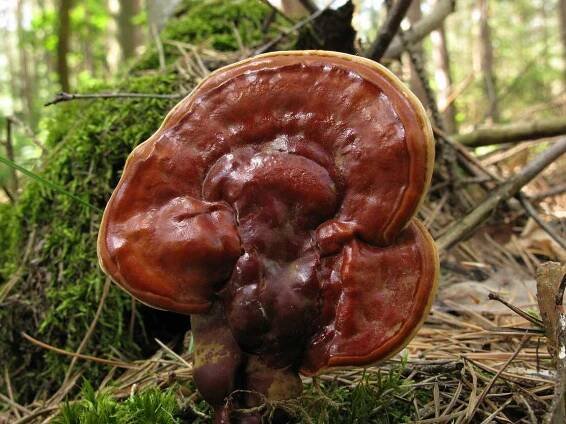 Lesklokorka jehličnanová - Ganoderma carnosum - Kudluv fotoatlas hub