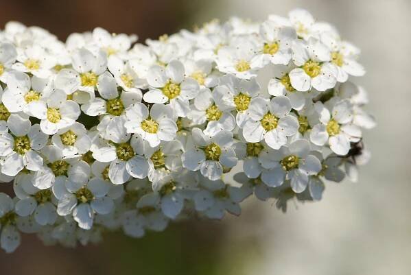 Tavolník popelavý Grefsheim (Spiraea x cinerea), květy, květenství