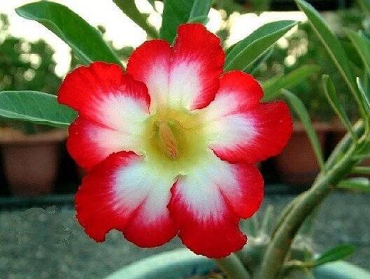 Adenium obesum 'moonlight fairy' - obsahuje 5 semen
