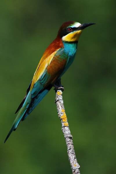 vlha pestrá (Merops apiaster)