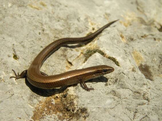 Lycian Snake-Eyed Skink (Ablepharus anatolicus), Lycia, Turkey, February 2013