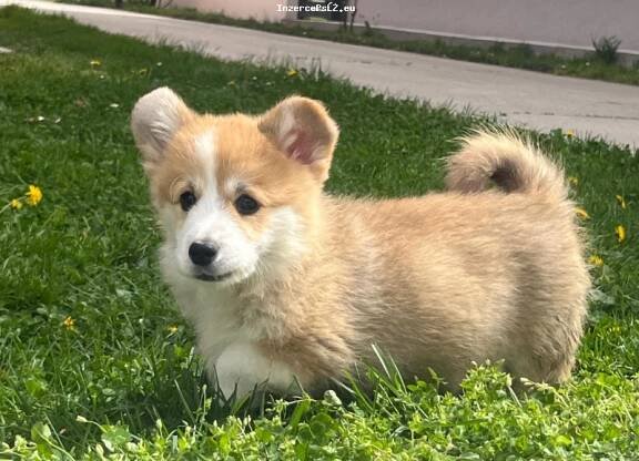 Velšský Corgi Pembroke štěňata