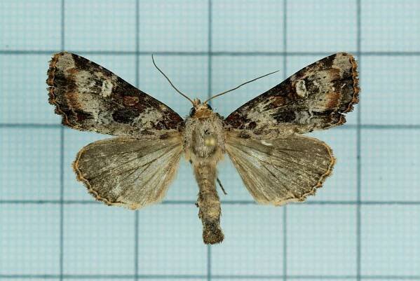 Leucapamea formosensis