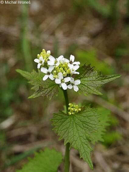 Alliaria petiolata - česnáček lékařský | Brassicaceae - brukvovité | Natura Bohemica