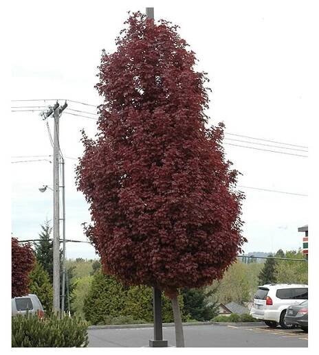 Acer platanoides crimson sentry