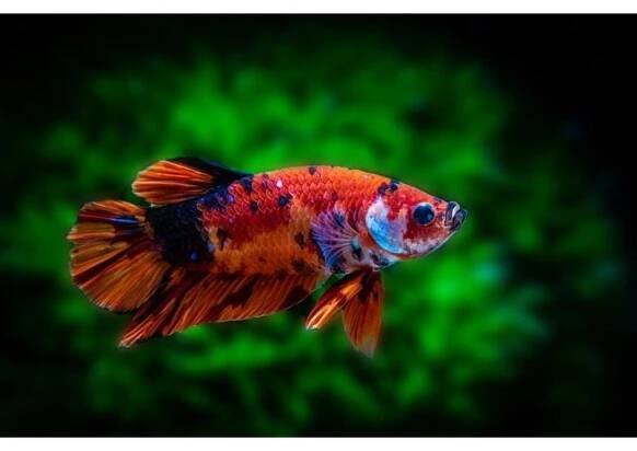 Betta splendens Koi - Bojovnice pestrá samec 5 cm