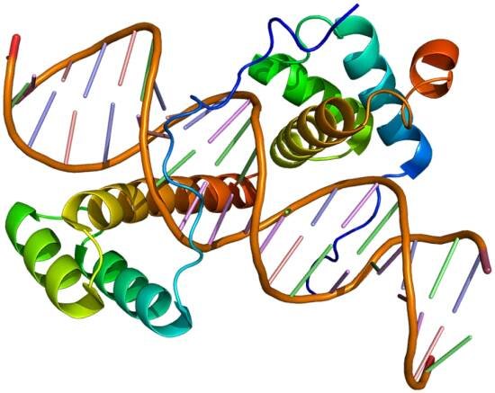 HOXD9 - Wikipedia