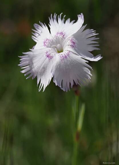 Hvozdík Lumnitzerův (Dianthus lumnitzeri)