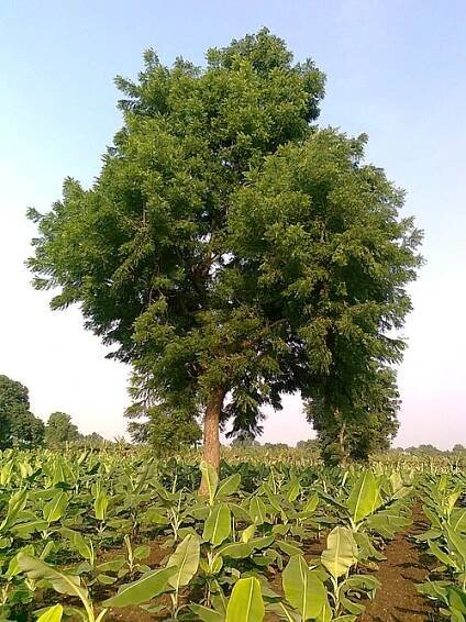 Sindh - Wikipedia