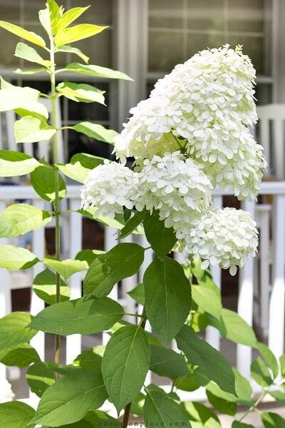 very large limelight hydrangea blooms on bush