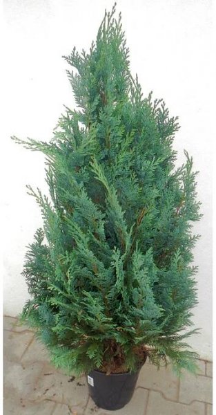 Cypřišek Lawsonův "Columnaris" (Chamaecyparis lawsoniana) 80-100 cm nakoupit u OBI