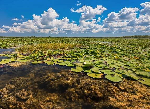 Delta Dunaje - mělké jezero v deltě zarostlé lekníny