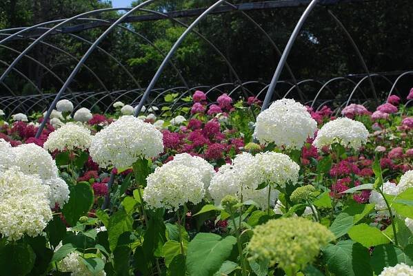 Deciduous Shrubs - Planters' Choice