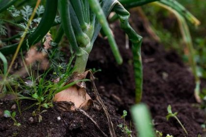 Pěstujte cibuli a česnek jako profík. Stačí si zapamatovat pár zásadních věcí a zvolit vhodné hnojivo. Bohatá úroda na sebe nenechá dlouho čekat