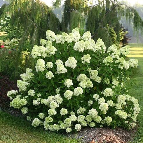 A mature specimen of Little Lime panicle hydrangea blooming in the landscape. 
