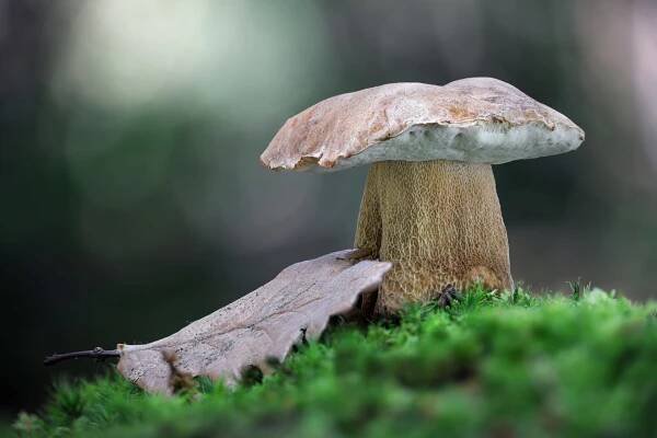 Hřib dubový neboli Boletus reticulatus