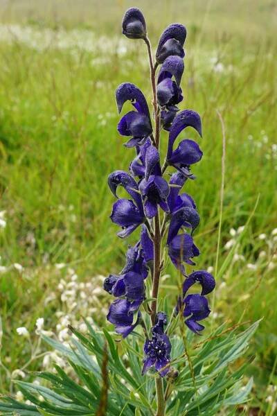 Obrázek - Aconitum napellus (oměj horský) | BioLib.cz