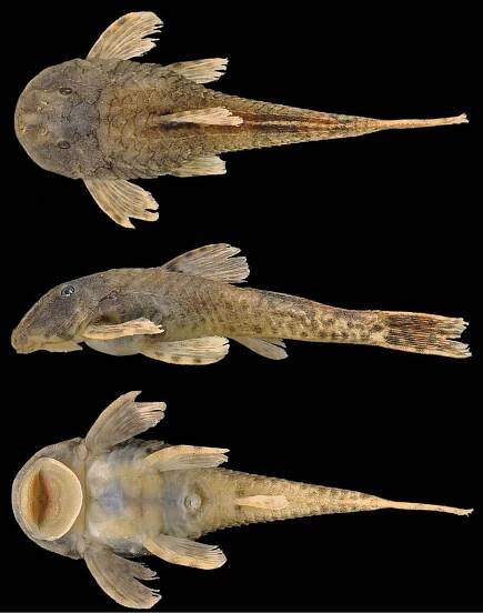 Pareiorhina hyptiorhachis