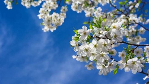 Tapeta na monitor | Jarní | jaro, kvetoucí, třešeň