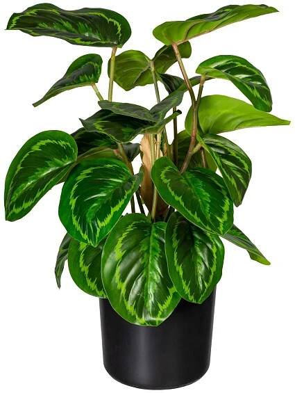 Maranta 24 listů, 45cm (umělá rostlina)