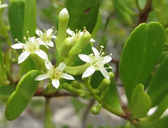 Soubor:Lumnitzera racemosa 2 (8348955943).jpg