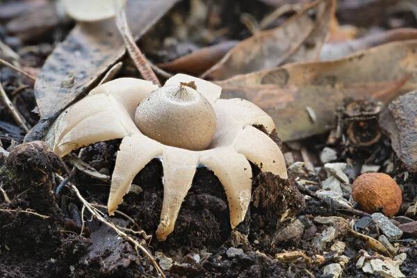 Geastrum triplex - Bola Creek.jpg