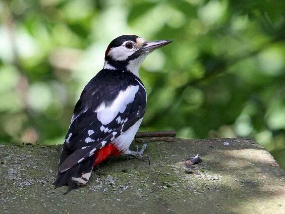  - Great Spotted Woodpecker