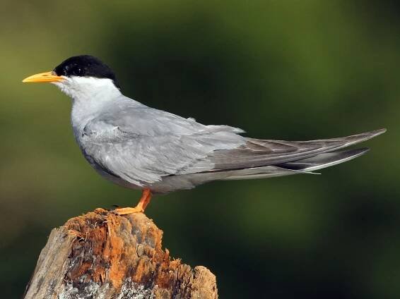 Breeding adult - ML110145321