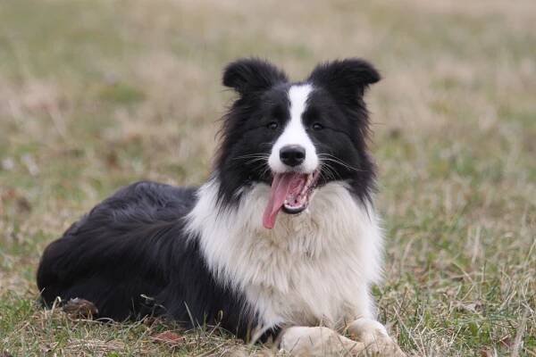 Australský ovčák - Carcassonne Tolugo chovatelská stanice | BORDER COLLIE