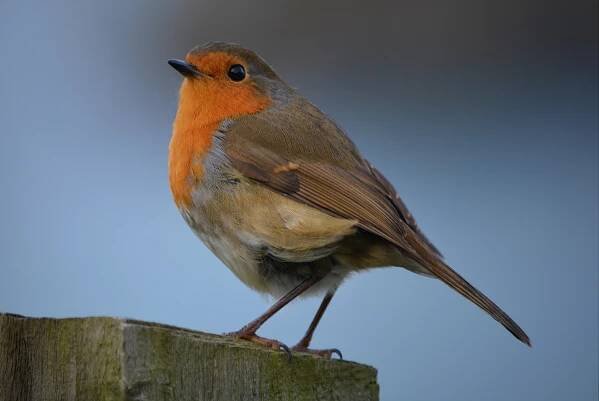 robin-539790_1920
